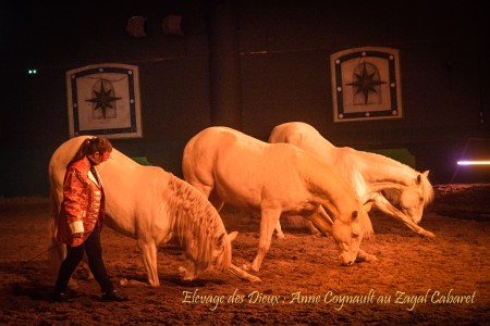 Elevage des Dieux | élevage de chevaux en Charente Maritime