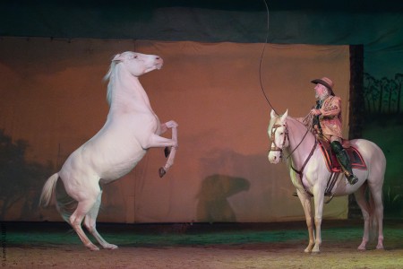 Elevage des Dieux | élevage de chevaux en Charente Maritime