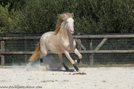 Elevage des Dieux | élevage de chevaux en Charente Maritime