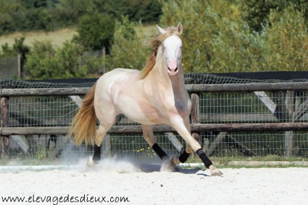 Elevage des Dieux | élevage de chevaux en Charente Maritime