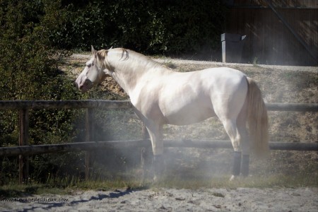 Elevage des Dieux | élevage de chevaux en Charente Maritime