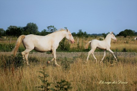 Elevage des Dieux | élevage de chevaux en Charente Maritime