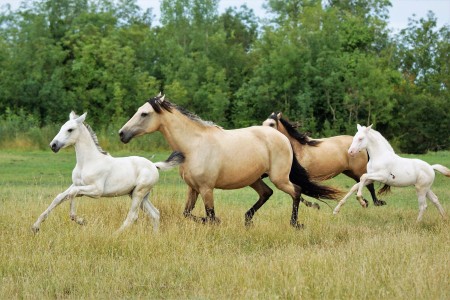 Elevage des Dieux | élevage de chevaux en Charente Maritime