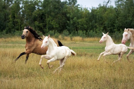 Elevage des Dieux | élevage de chevaux en Charente Maritime