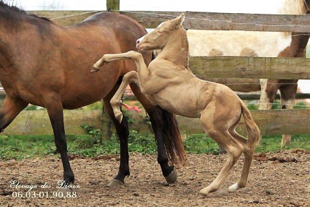 Elevage des Dieux | élevage de chevaux en Charente Maritime