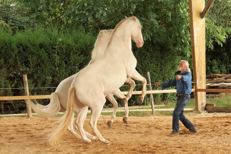 Elevage des Dieux | élevage de chevaux en Charente Maritime