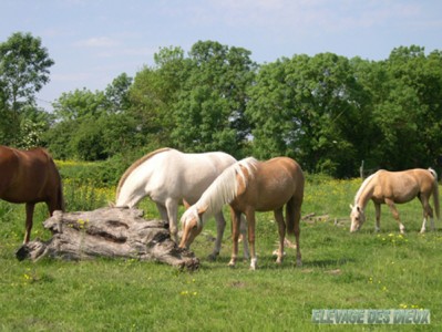 Elevage des Dieux | élevage de chevaux en Charente Maritime