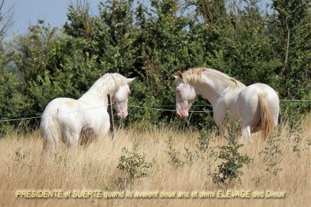 Elevage des Dieux | élevage de chevaux en Charente Maritime