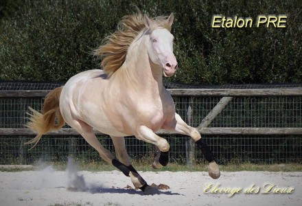 Elevage des Dieux | élevage de chevaux en Charente Maritime