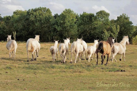 Elevage des Dieux | élevage de chevaux en Charente Maritime