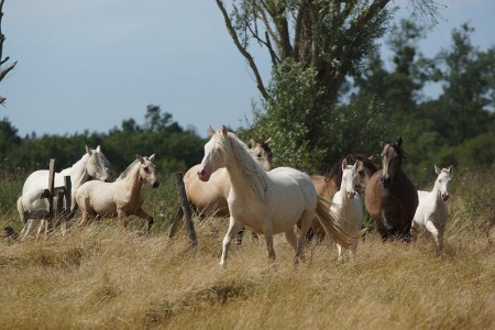 Elevage des Dieux | élevage de chevaux en Charente Maritime