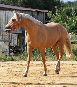 Elevage des Dieux | élevage de chevaux en Charente Maritime