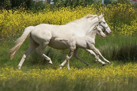 Elevage des Dieux | élevage de chevaux en Charente Maritime