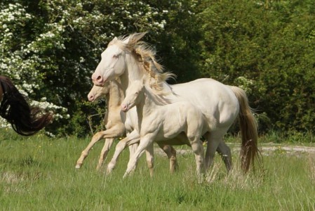 Elevage des Dieux | élevage de chevaux en Charente Maritime