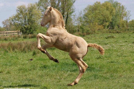 Elevage des Dieux | élevage de chevaux en Charente Maritime