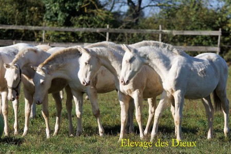 Elevage des Dieux | élevage de chevaux en Charente Maritime