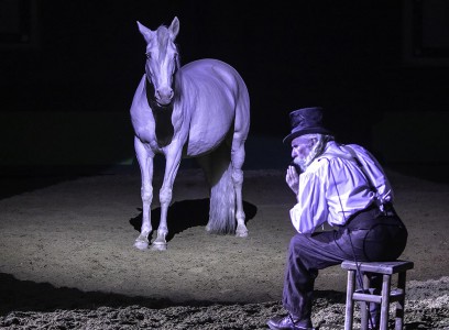 Elevage des Dieux | élevage de chevaux en Charente Maritime