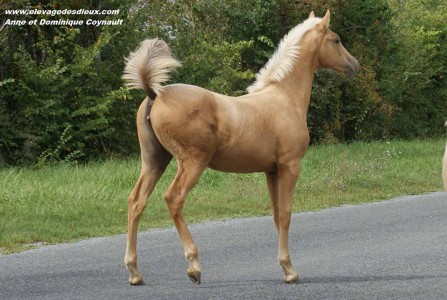 Elevage des Dieux | élevage de chevaux en Charente Maritime