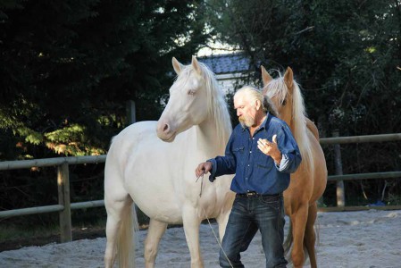 à propos de l'Elevage des Dieux élevage juments poulinières, étalons, spectacles équestres Charente Maritime