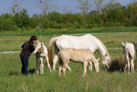 à propos de l'Elevage des Dieux élevage juments poulinières, étalons, spectacles équestres Charente Maritime