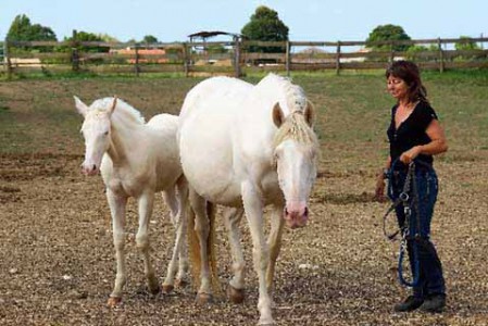 à propos de l'Elevage des Dieux élevage juments poulinières, étalons, spectacles équestres Charente Maritime