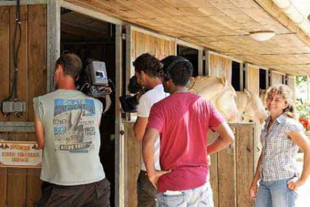 à propos de l'Elevage des Dieux élevage juments poulinières, étalons, spectacles équestres Charente Maritime