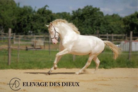 étalons couleur étalons élevage équin en Charente Maritime