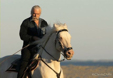étalons couleur étalons élevage équin en Charente Maritime