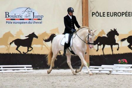 étalons élevage chevaux Charente Maritime