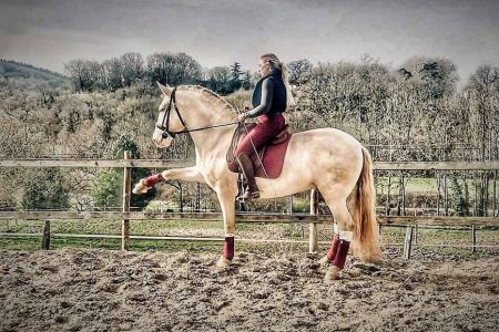 étalons couleur étalons élevage équin en Charente Maritime