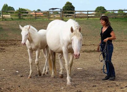 à propos de l'Elevage des Dieux élevage juments poulinières, étalons, spectacles équestres Charente Maritime