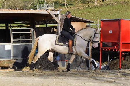 étalons élevage chevaux Charente Maritime