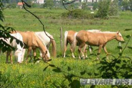 élevage de chevaux, étalons, spectacles équestres | Elevage des Dieux Charente Maritime