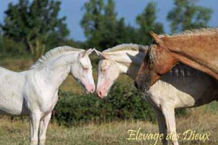 élevage poulains, étalons, spectacles équestres | Elevage des Dieux Charente Maritime