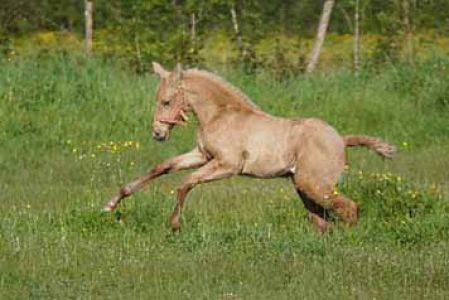 élevage poulains, étalons, spectacles équestres | Elevage des Dieux Charente Maritime
