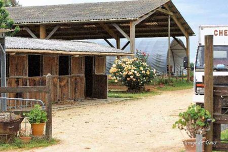 étalons élevage chevaux Charente Maritime