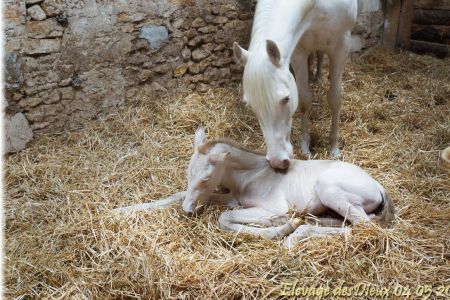 Elevage des Dieux | élevage de chevaux en Charente Maritime