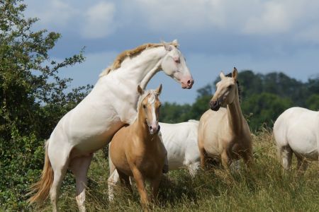 Elevage des Dieux | élevage de chevaux en Charente Maritime