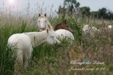Elevage des Dieux | élevage de chevaux en Charente Maritime