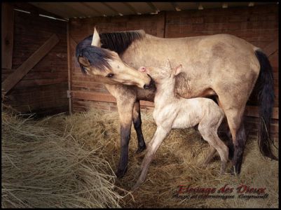Elevage des Dieux | élevage de chevaux en Charente Maritime