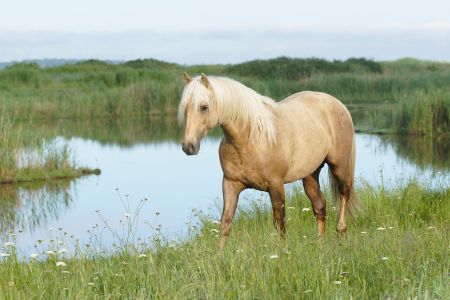 Elevage des Dieux | élevage de chevaux en Charente Maritime
