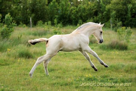 Elevage des Dieux | élevage de chevaux en Charente Maritime