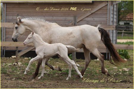 Elevage des Dieux | élevage de chevaux en Charente Maritime