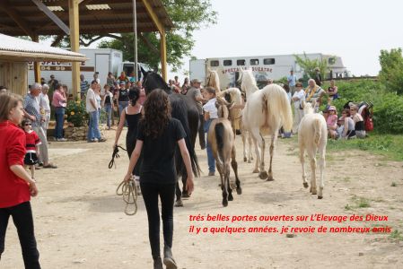 Elevage des Dieux | élevage de chevaux en Charente Maritime