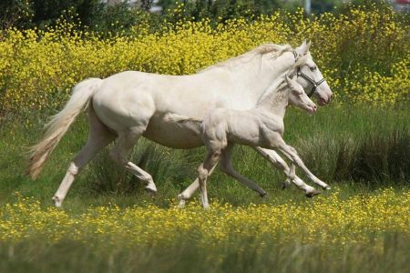 Elevage des Dieux | élevage de chevaux en Charente Maritime