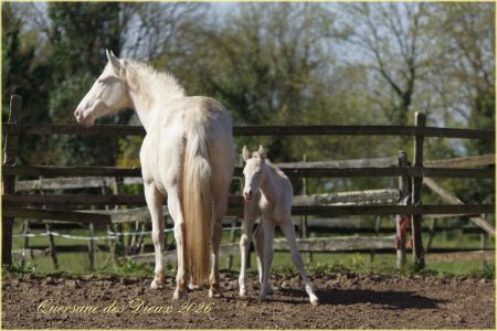 Elevage des Dieux | élevage de chevaux en Charente Maritime