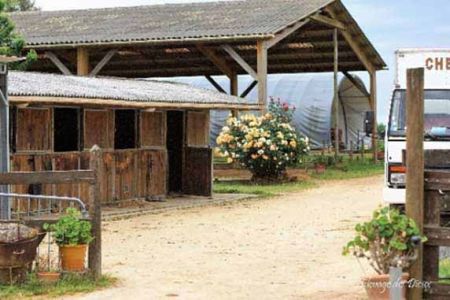 installations élevage juments poulinières, étalons, spectacles équestres | Elevage des Dieux Charente Maritime