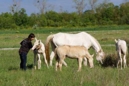 à propos de l'Elevage des Dieux élevage juments poulinières, étalons, spectacles équestres Charente Maritime