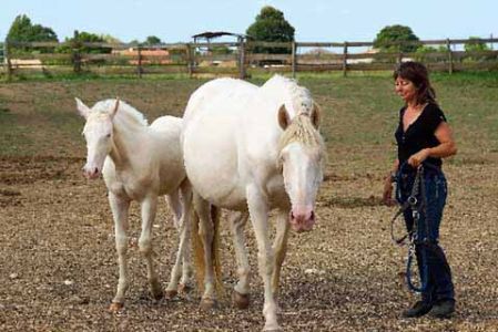 à propos de l'Elevage des Dieux élevage juments poulinières, étalons, spectacles équestres Charente Maritime